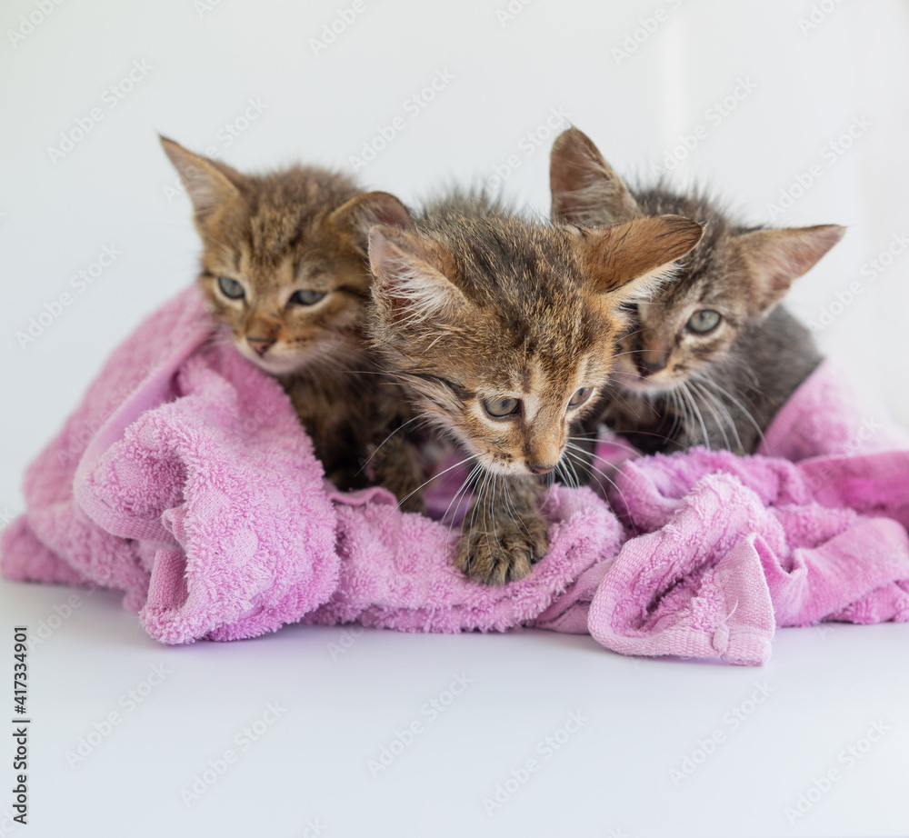 Three wet kittens after bathing are wrapped in a pink towel.