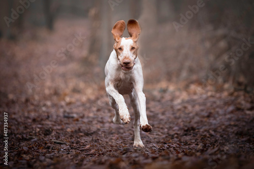 Bracco Italiano running with her ears up in the forest