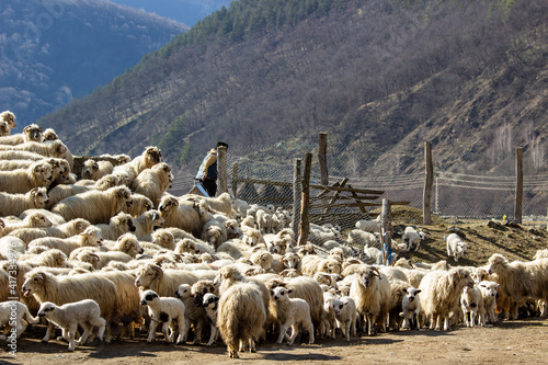 Young lambs in the pasture