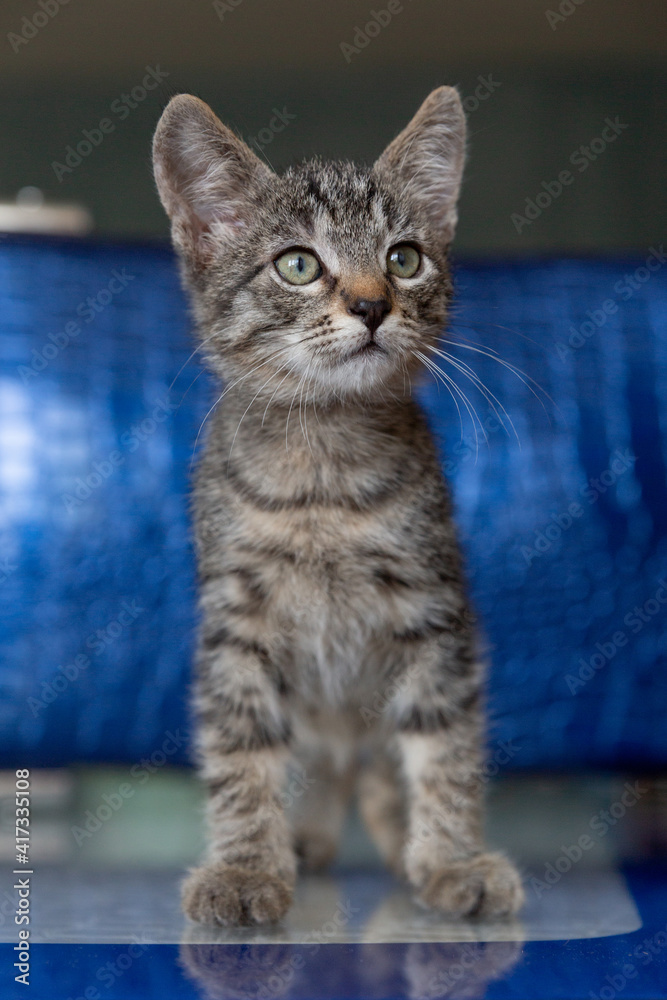 Naklejka premium Shorthair tabby kitten on a blue background