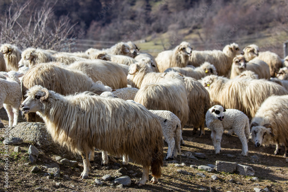 Fototapeta premium Sheep in a pasture