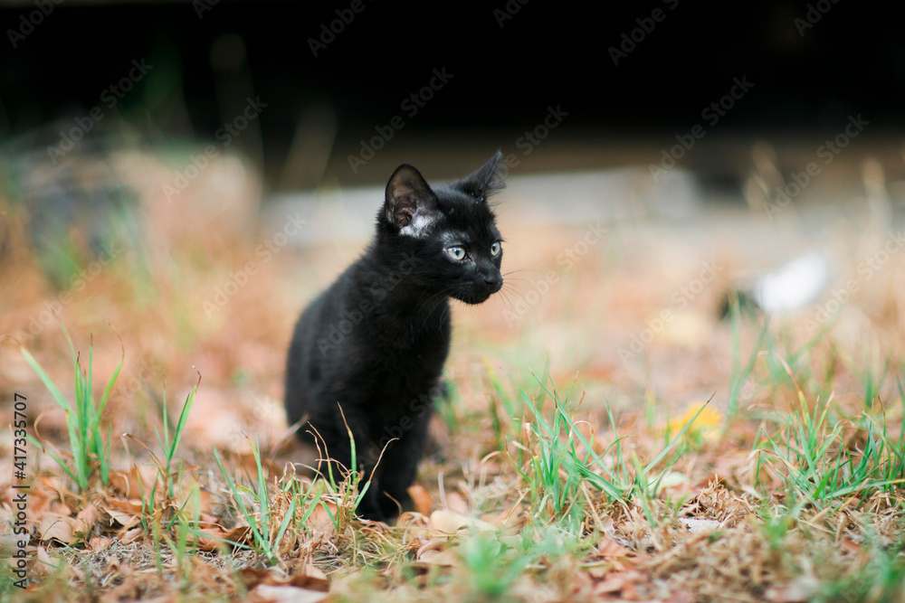 black kitten in Adelaide, South Australia black kitten in Adelaide, South Australia