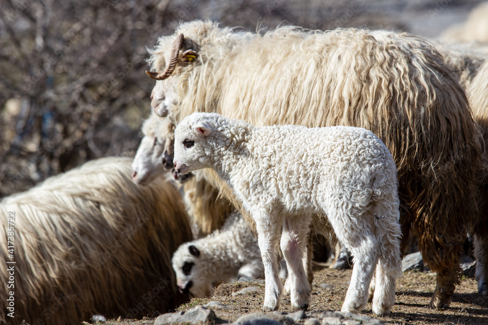 Fototapeta premium Young lambs in the mountains of Romania