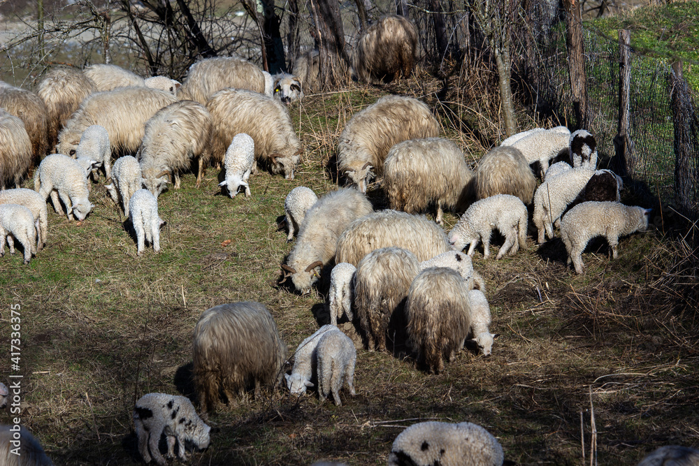 Fototapeta premium Sheep in the pasture