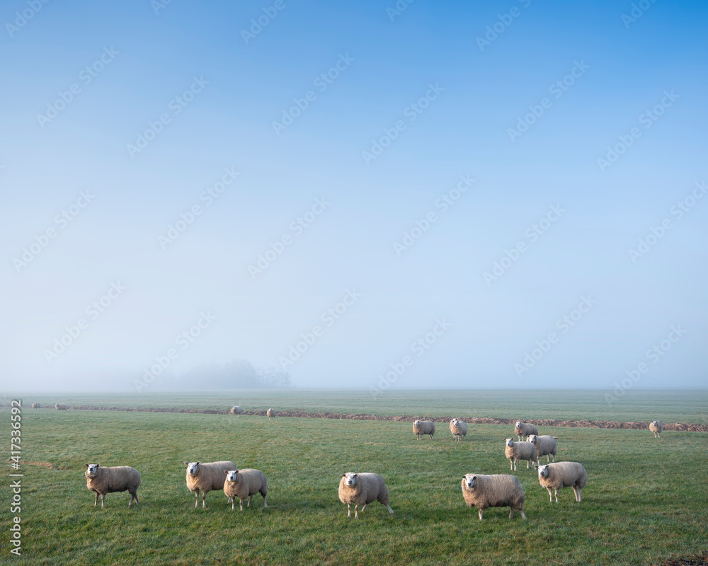 sheep in green meadow and canal in holland