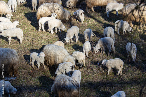 Young lambs in the mountains of Romania © Gerhard