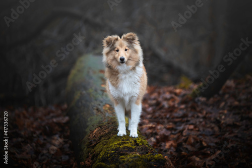 Shetland Sheepdog 7 months standing on a log
