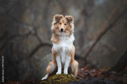 Shetland Sheepdog puppy sitting down on a log