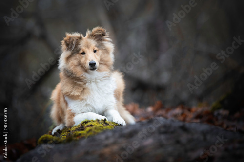 Young Sheltie boy lying down on a log in the forest