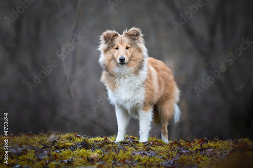 Shetland Sheepdog male standing in the forest
