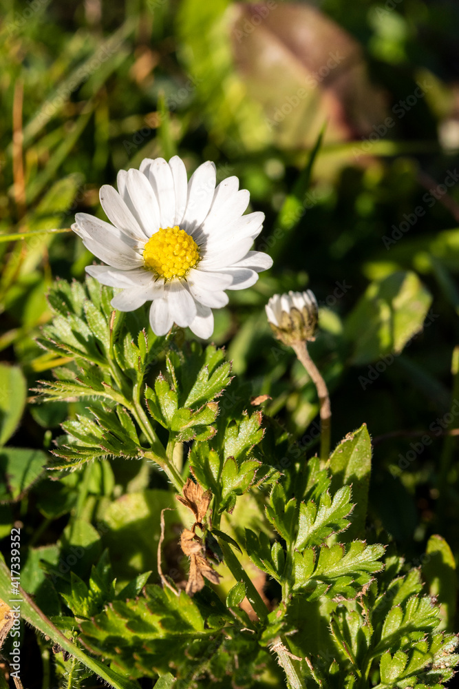 Abstract pattern of beautiful wild daisy. Blurred background.