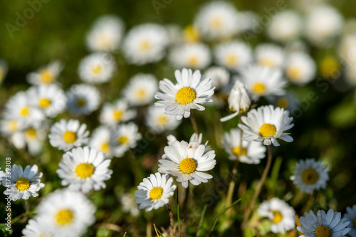 Abstract pattern of beautiful wild daisy. Blurred background.