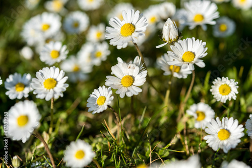 Abstract pattern of beautiful wild daisy. Blurred background.