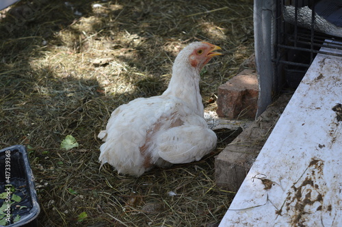 chicken