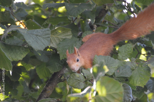 squirrel in the foliage