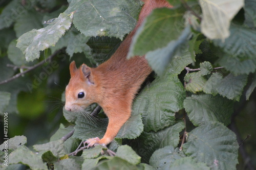 squirrel in the foliage