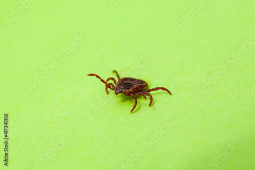 A true ixodid mite blood sucking parasite carrying the acarid disease sits on a On a white field on a hot summer day, hunting in anticipation of the victim