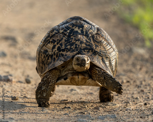 Leopard tortoise (Stigmochelys pardalis) in Tarangire National Park, Tanzania