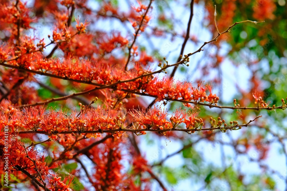 Monkey flower tree or Fire of Pakistan (Phyllocarpus septentrionalis), beautiful blooming red flowers on the tree in the garden. Monkey flower tree or Fire of Pakistan (Phyllocarpus septentrionalis), beautiful blooming red flowers on the tree in the garden.