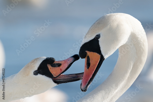 A playful pair of swans in spring