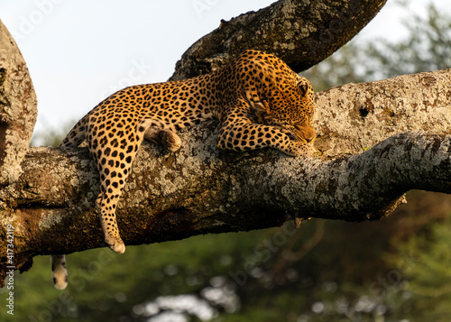Leopard  Panthera pardus  in Serengeti  Tanzania. Leopards tend to take their prey up in a tree. Leopards also typically rest their days in a tree  before hunting in the night.
