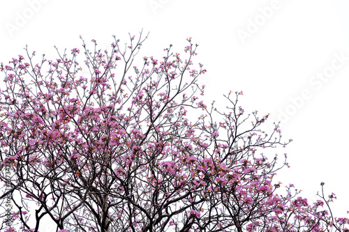 Pink trumpet tree  Tabebuia rosea  isolated on white background