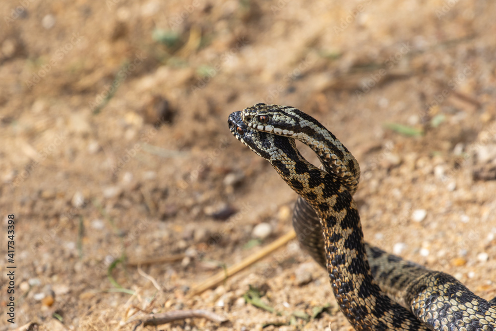 Fototapeta premium Male Adder Snakes Dancing / Fighting