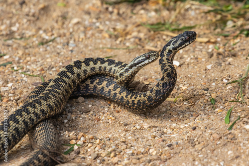 Male Adder Snakes Dancing / Fighting