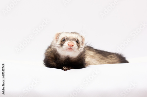 ferret in front of a white background