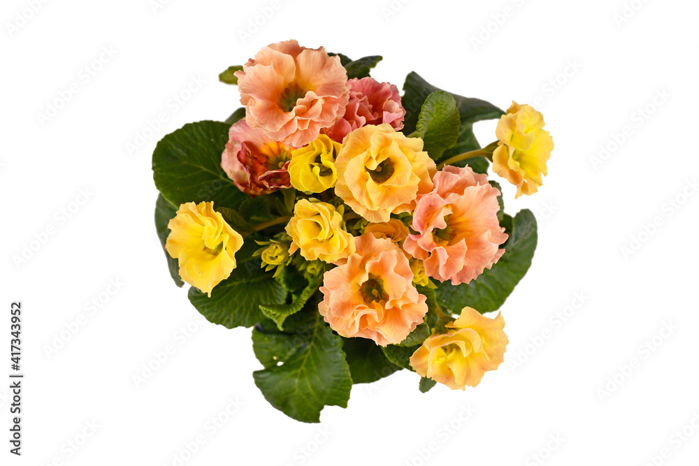 Fototapeta premium Top view of blooming yellow and pink primrose 'Primula Acaulis' springflowers isolated on white background