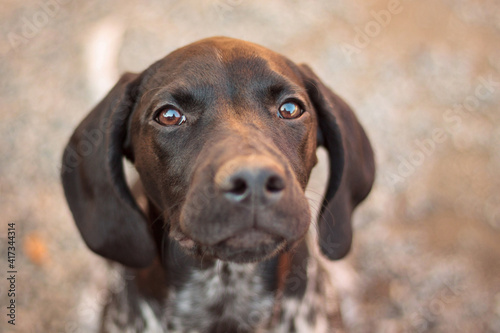 cute black and white shorthaired german pointer puppy sitting close up head portrait