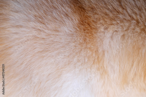 brown and white fur of dog texture