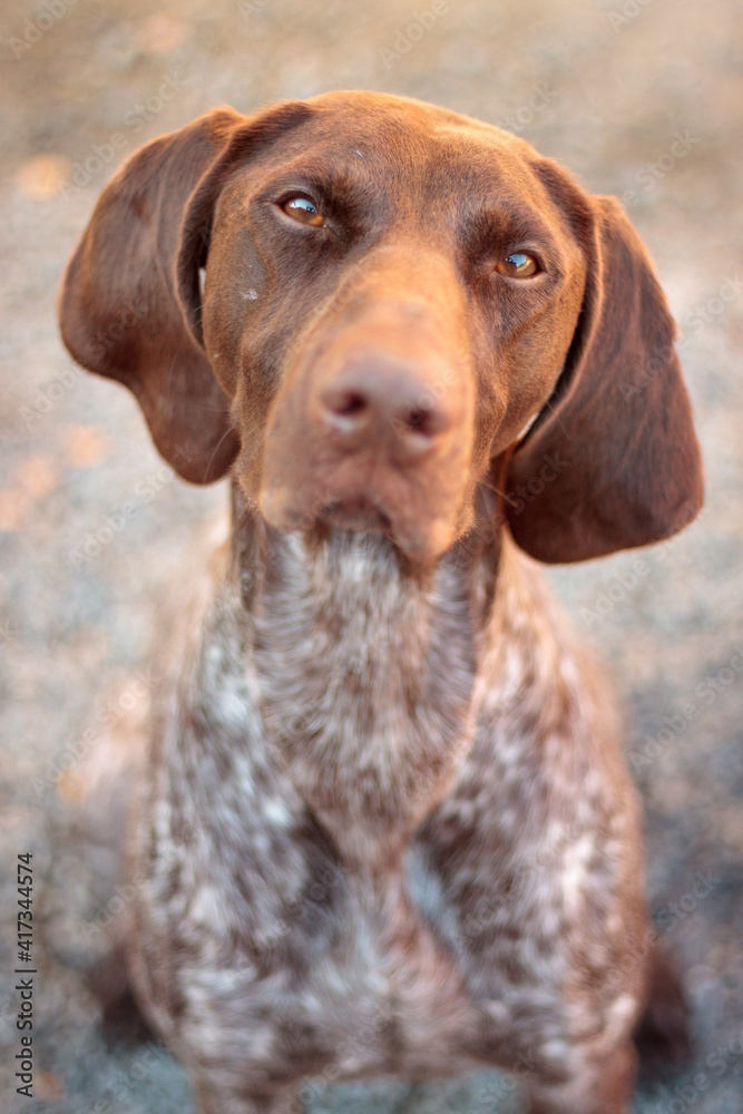 lovely brown and white shorthaired german pointer dog sitting close up head portrait