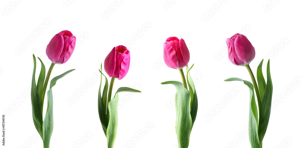 Pink tulip flower isolated on white background