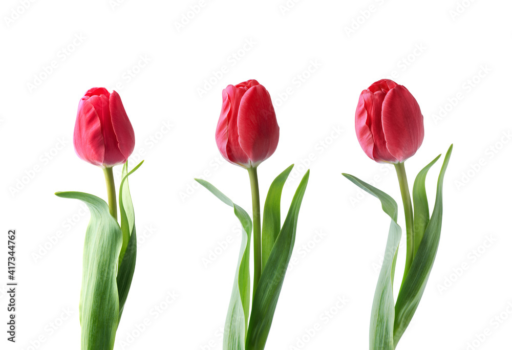 Red tulip flower isolated on white background Red tulip flower isolated on white background