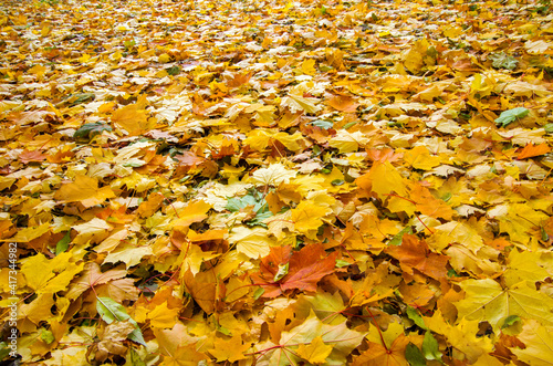 background with autumn colorful leaves