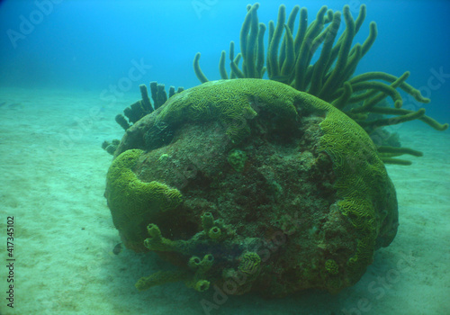 underwater scuba divers, coral reef , caribbean sea