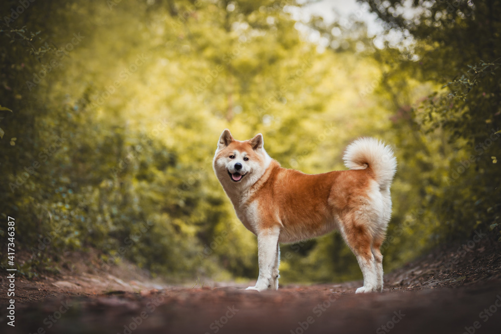 Akita Inu portrait Akita Inu portrait