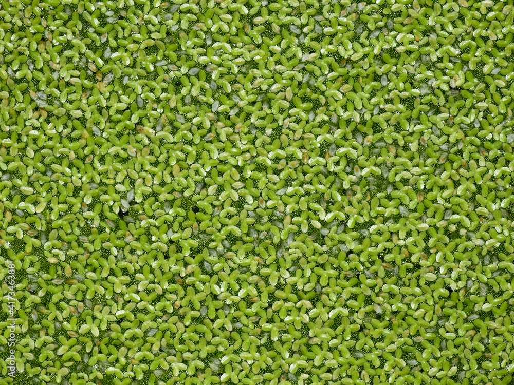 green lesser duckweed ( Lemna perpusilla Torr ) on water texture green lesser duckweed ( Lemna perpusilla Torr ) on water texture
