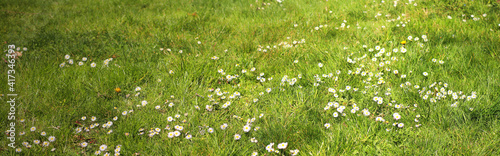 Banner of green meadow with white daisy flowers (Bellis perennis, Kaiserstuhl hills, Germany)