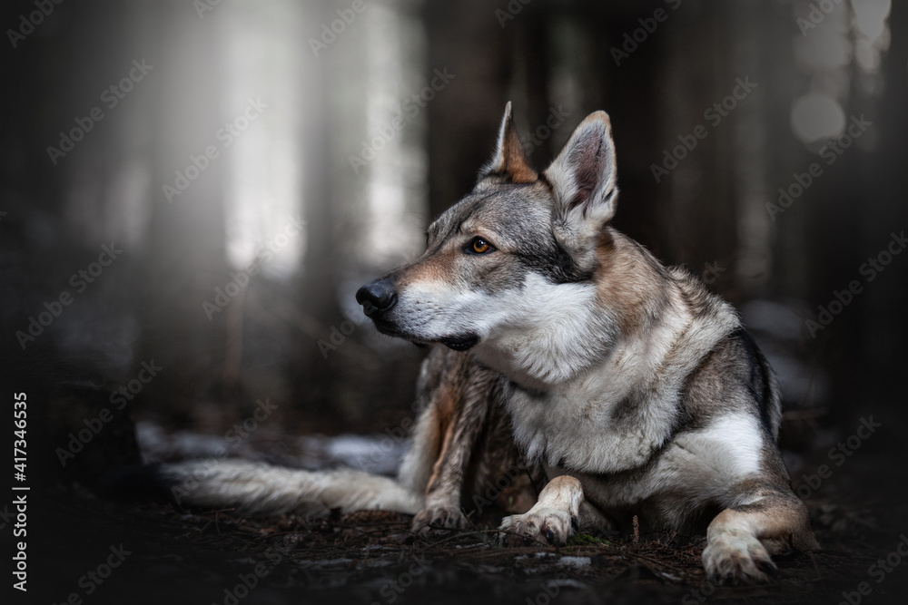 Naklejka premium Czechoslovakian wolfdog 