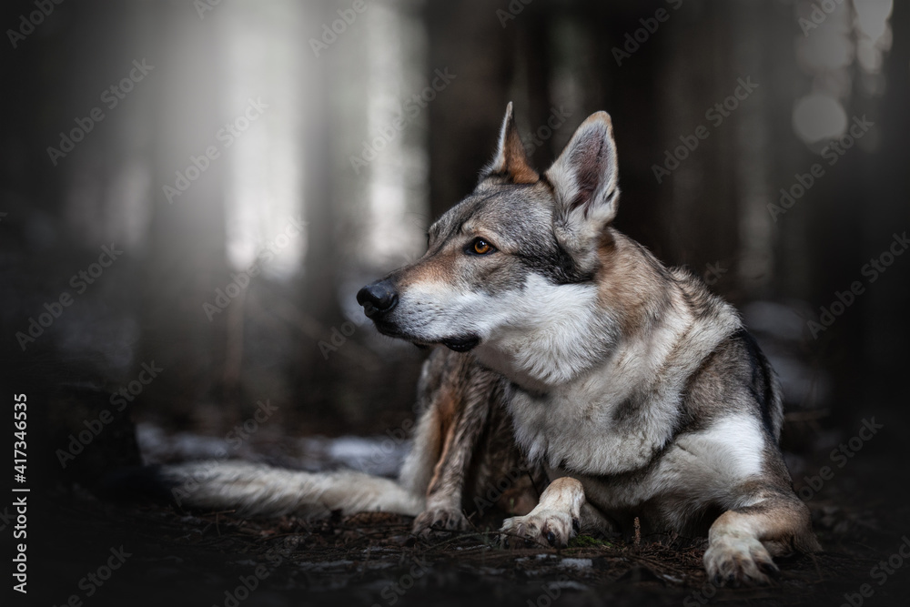 Czechoslovakian wolfdog 