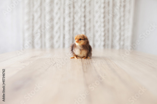 Newborn fluffy fledgling chicken against the light background. Symbol of spring, holiday, easter, life, congratulations. Copy space for text