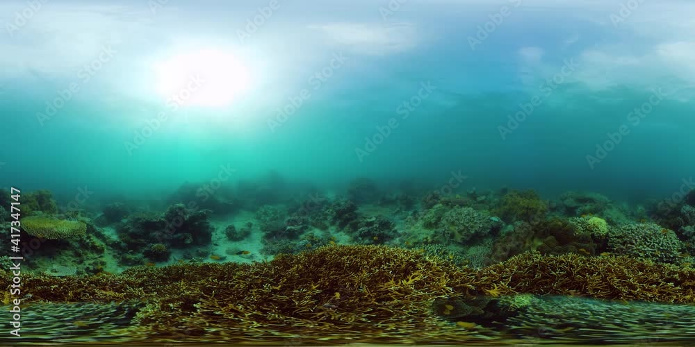 Underwater world with coral reef and tropical fishes. Travel vacation concept 360VR Video. Underwater world with coral reef and tropical fishes. Travel vacation concept 360VR Video.
