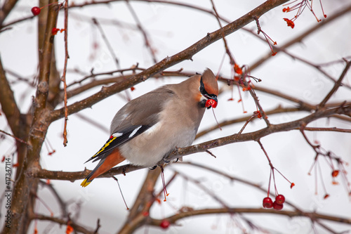 Bohemian waxwing winter passerine bird feeding on berries
