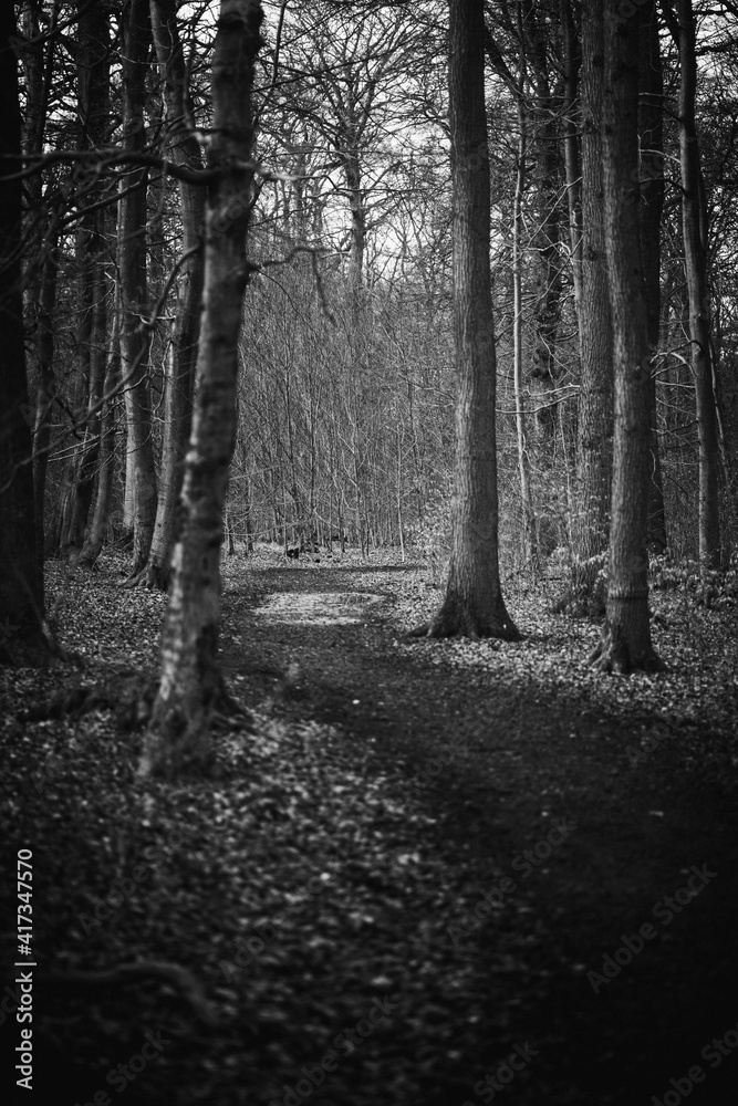 Fototapeta premium Mystischer Wald