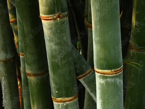 trunk of green bamboo texture
