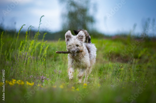 Cute Hungarian Pumi shepherd dog enjoying outdoors in spring. 