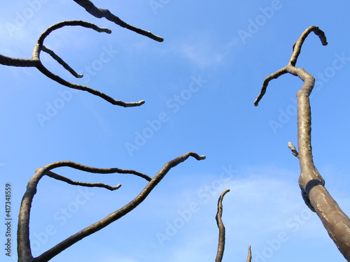 dry branch tree with blue sky background