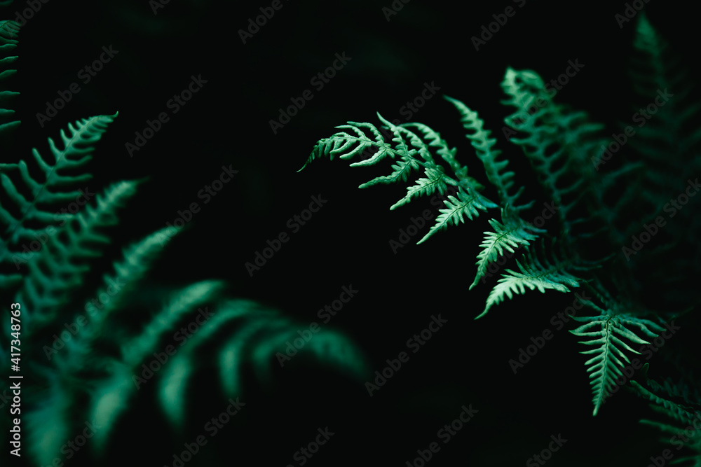 Amazing details of fern in light